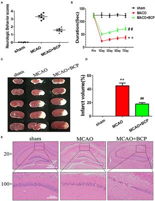 PKA-Dependent Membrane Surface Recruitment of CI-AMPARs Is Crucial for BCP-Mediated Protection Against Post-acute Ischemic Stroke Cognitive Impairment